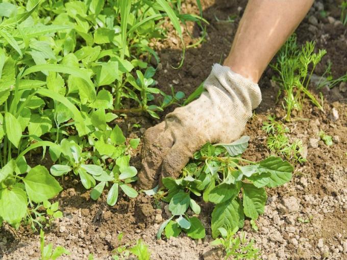 Come liberarsi dalle erbe infestanti dell'orto