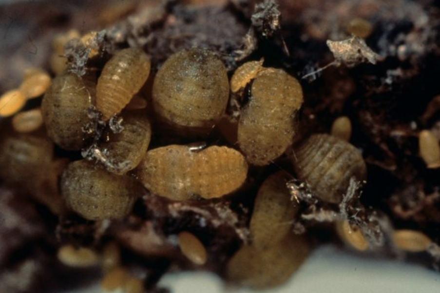 fillossera