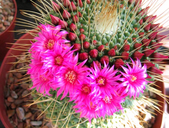 Piante Grasse Con Fiori Le Piu Belle E Facili Da Coltivare