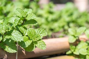 come coltivare la menta