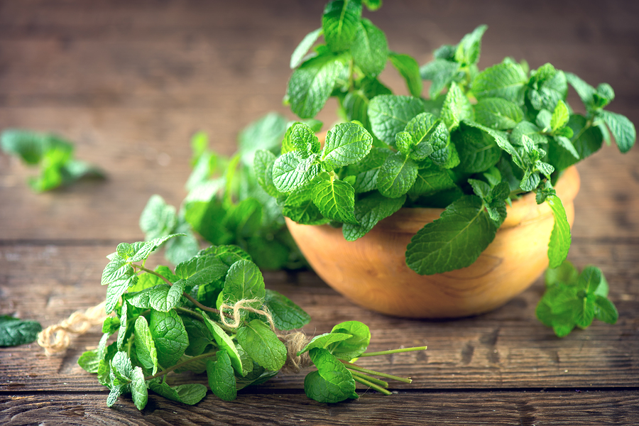 come coltivare la menta
