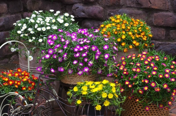 Piante Grasse Con Fiori Le Piu Belle E Facili Da Coltivare