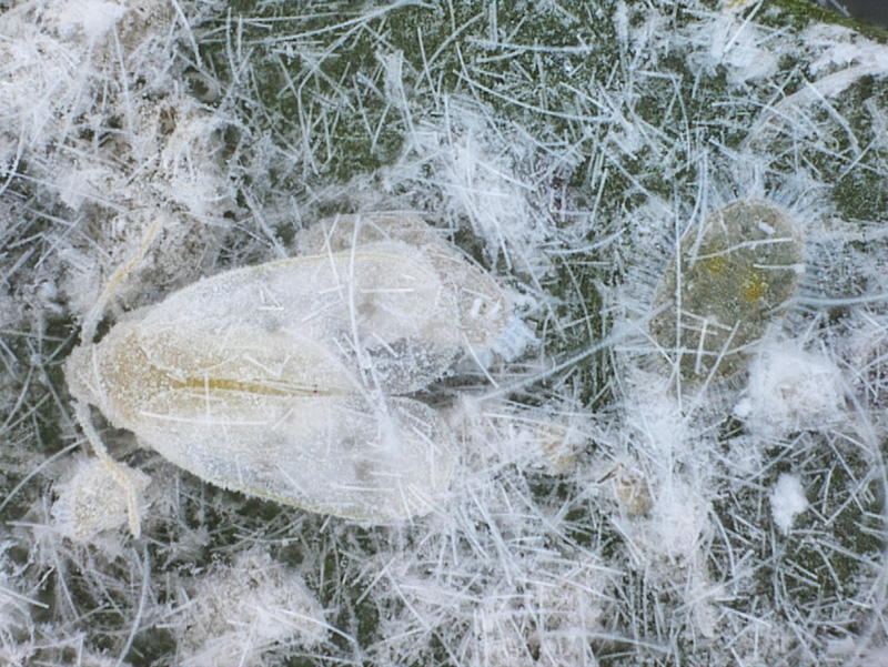 mosca bianca