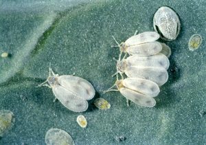 mosca bianca