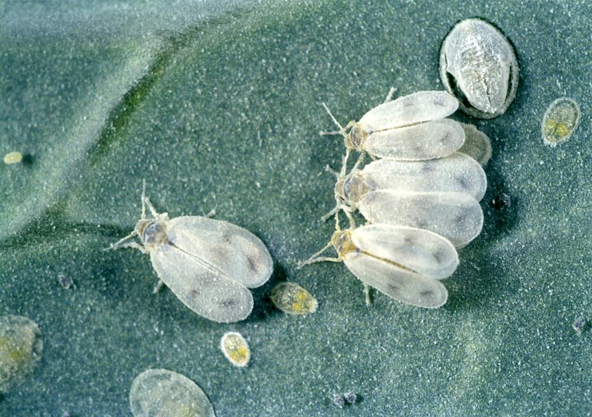 mosca bianca