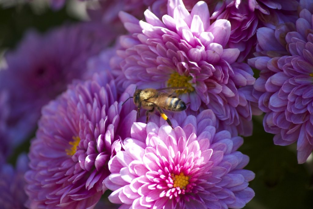 Ape a lavoro su un fiore