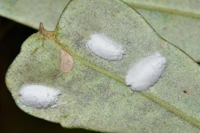malattie dell'olivo cocciniglia cotonosa