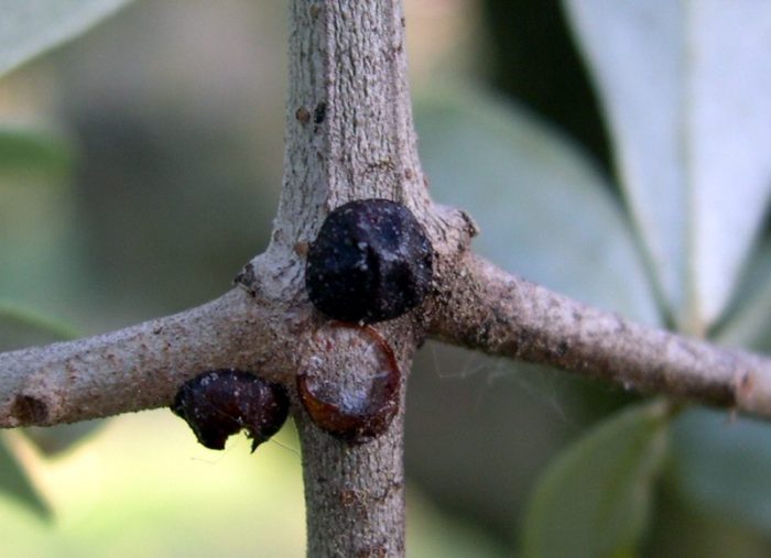 cocciniglia