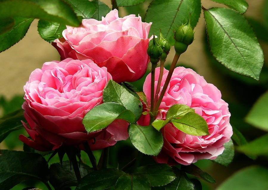La potatura delle rose