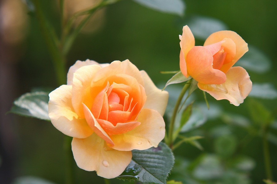 La potatura delle rose