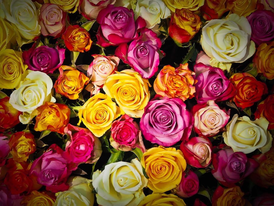 La potatura delle rose