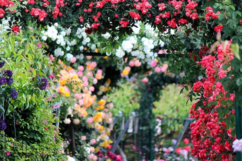 La potatura delle rose