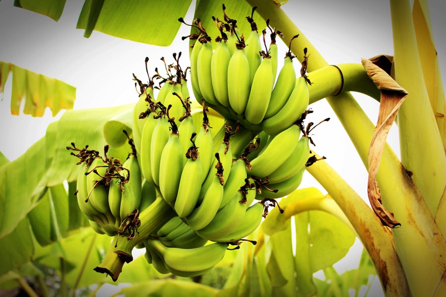 le banane rischiano l'estinzione