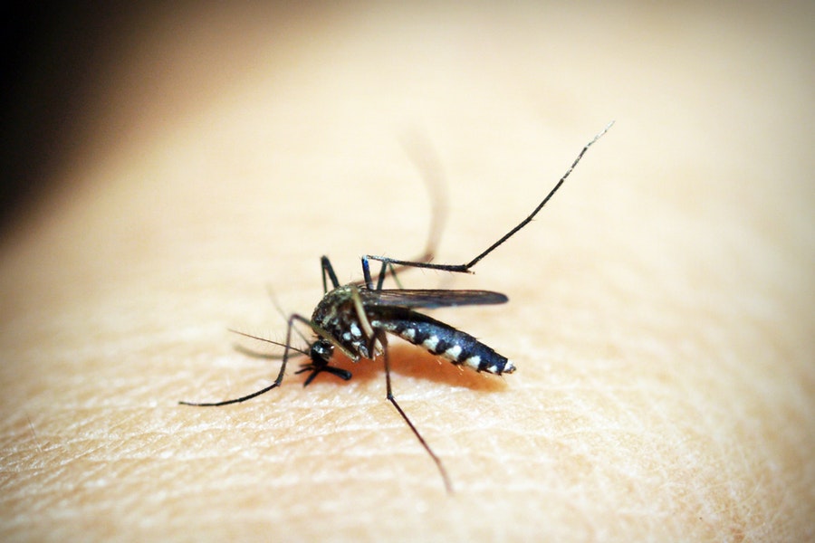 Rimedi naturali contro le punture di zanzare