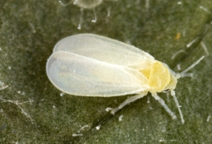 mosca bianca