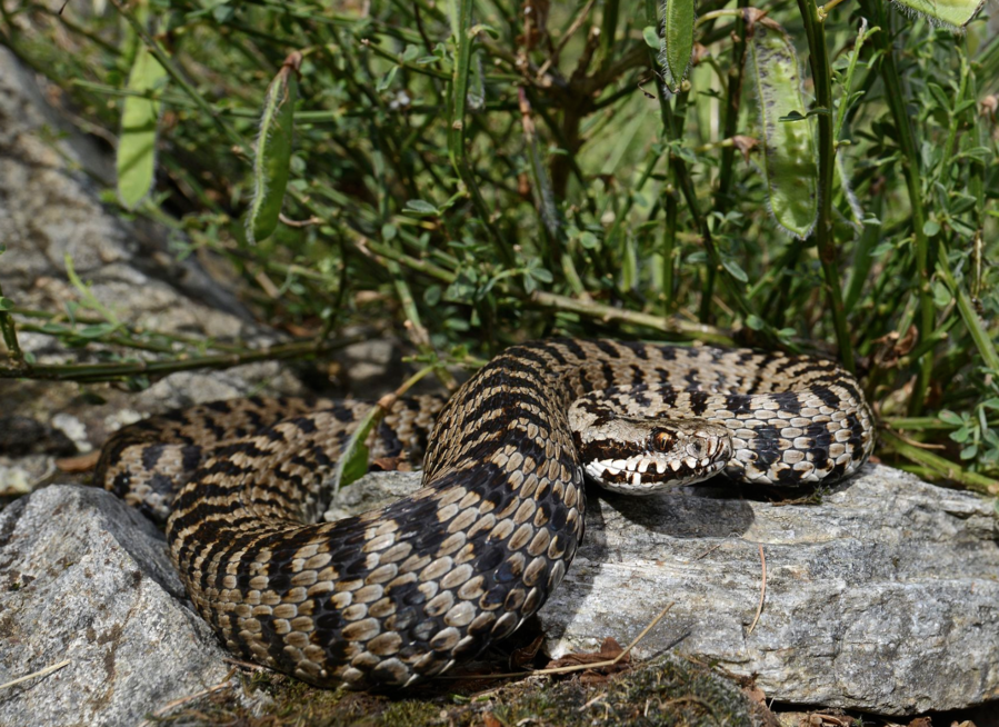 Vipera-walser Vipera italiana: come riconoscerla e cosa fare se ci morde