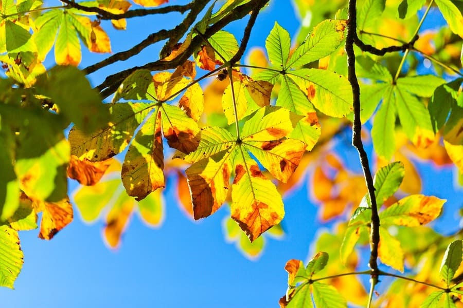 Albero di castagno