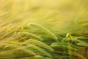 contributi per l'agricoltura