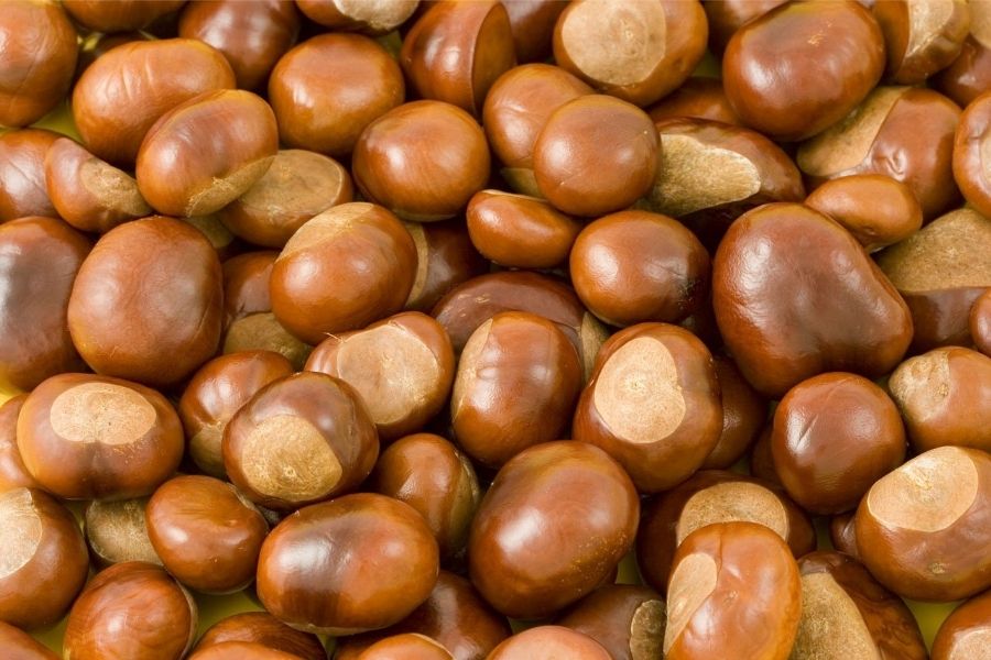 castagne frutto