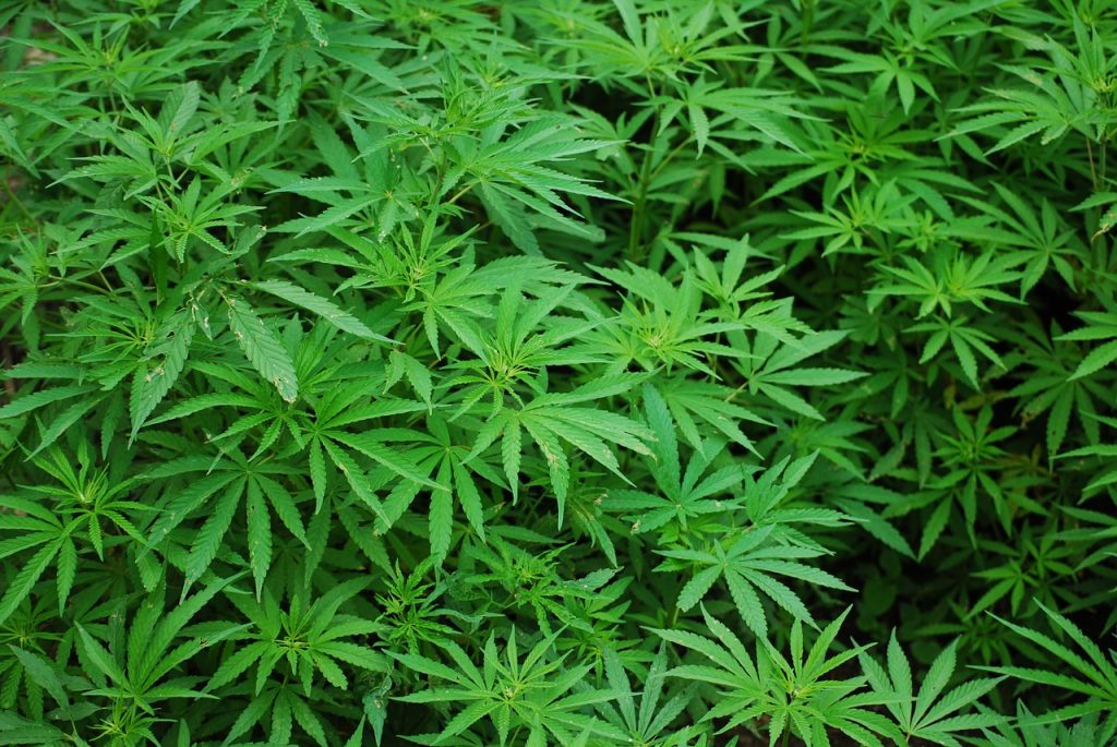 coltivazioni di cannabis