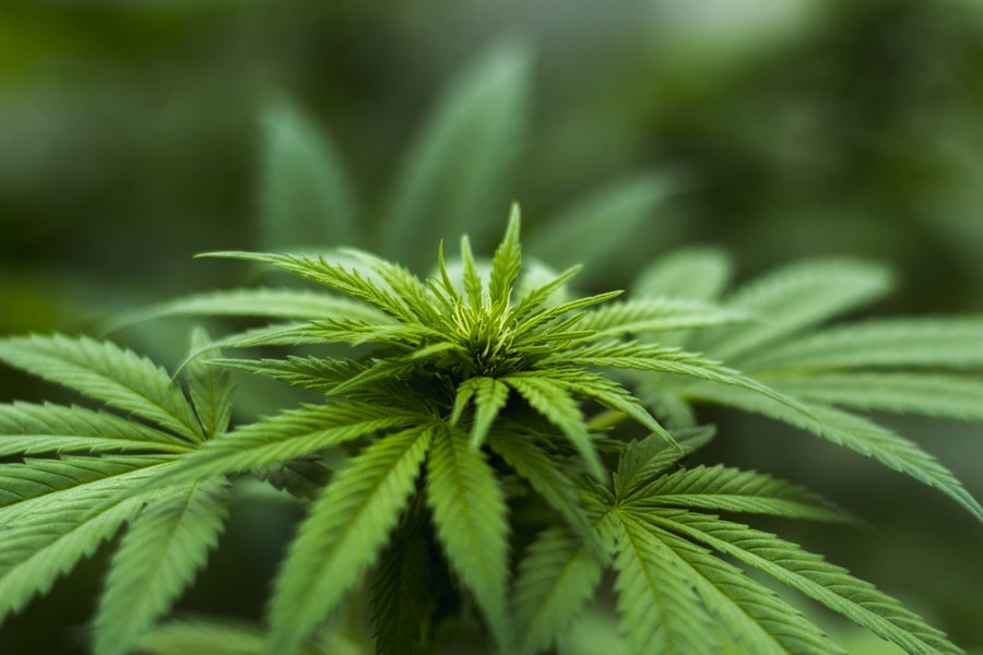 coltivazioni di cannabis