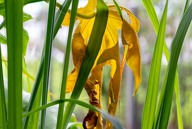come coltivare la citronella 