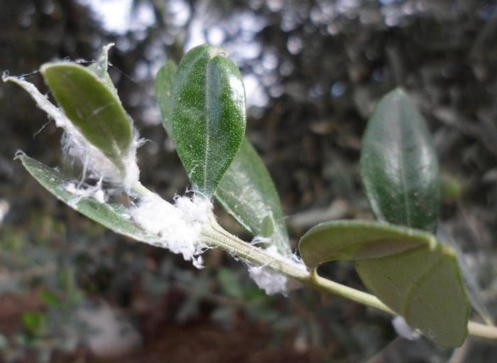 cotonello dell'olivo