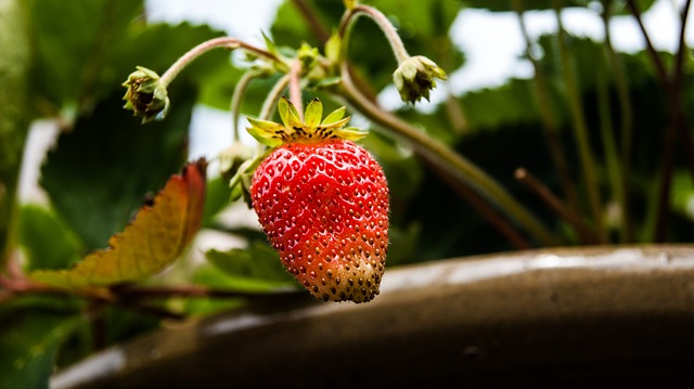 malattie delle fragole