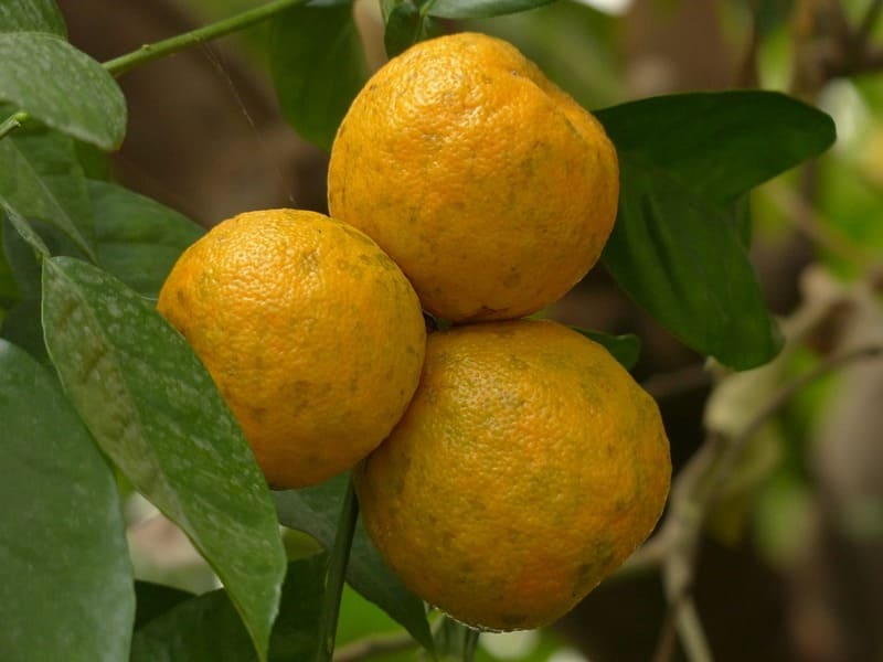 frutti del chinotto