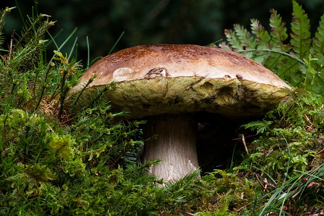 coltivare porcini