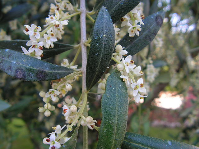 occhio di pavone