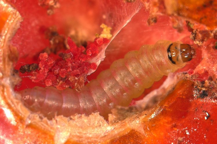 Tuta absoluta