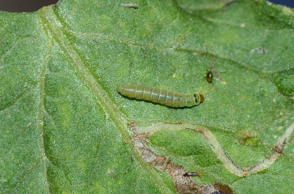 Tuta absoluta