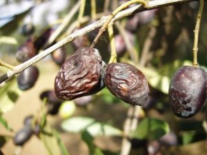 malattie dell'olivo