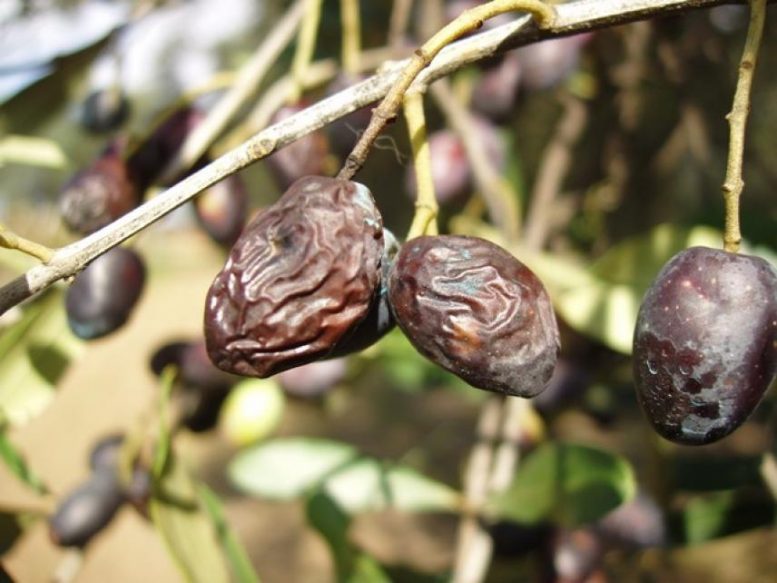 malattie dell'olivo