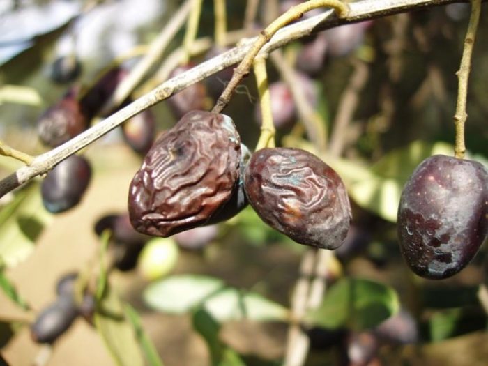 malattie dell'olivo