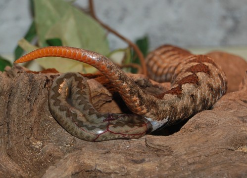 vipera italiana
