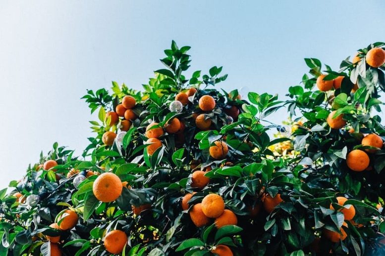 piantare il chinotto