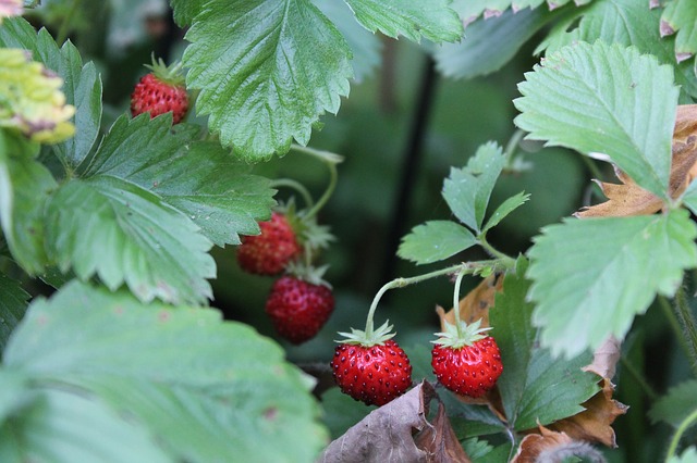 malattie delle fragole