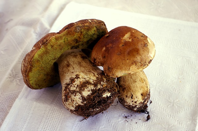 coltivare porcini