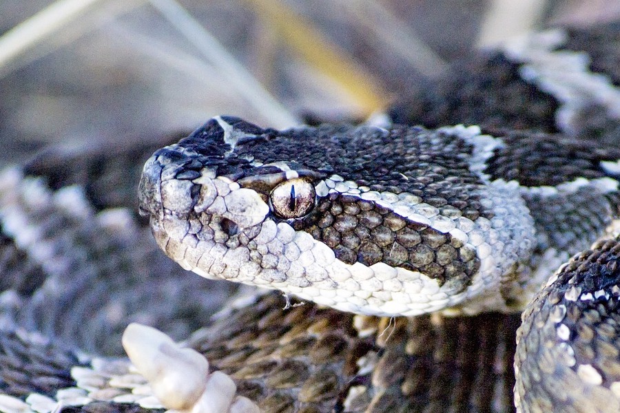 vipera italiana