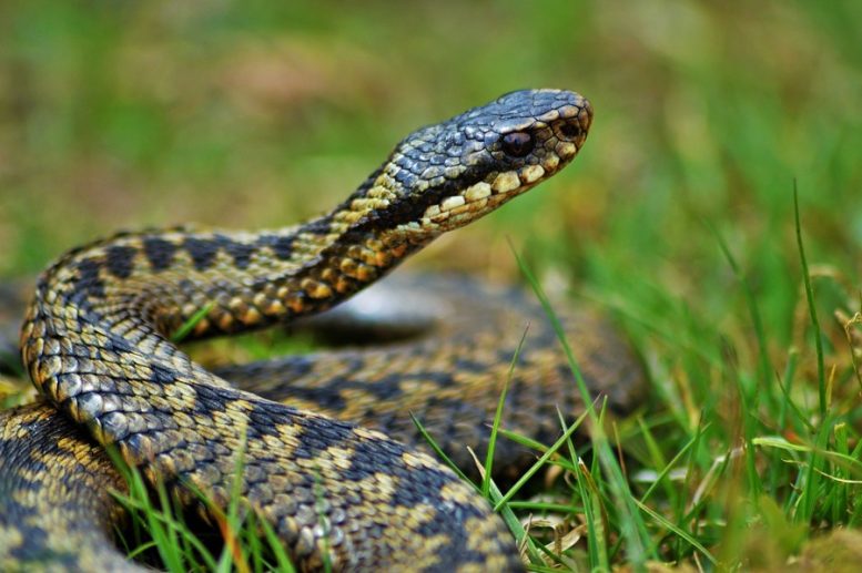vipera italiana