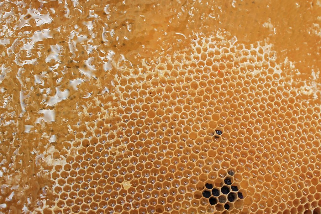 Gli effetti del caldo sulla produzione del miele in Italia