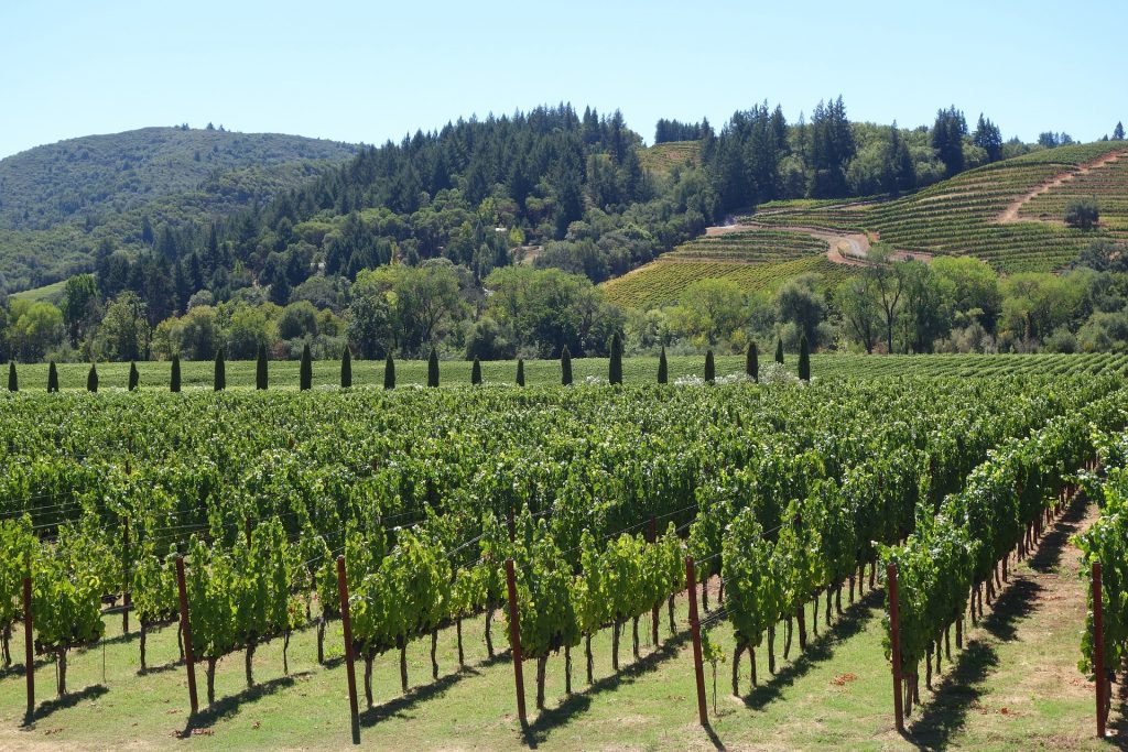 L'importanza della vendemmia