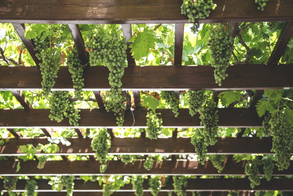 L'importanza della vendemmia