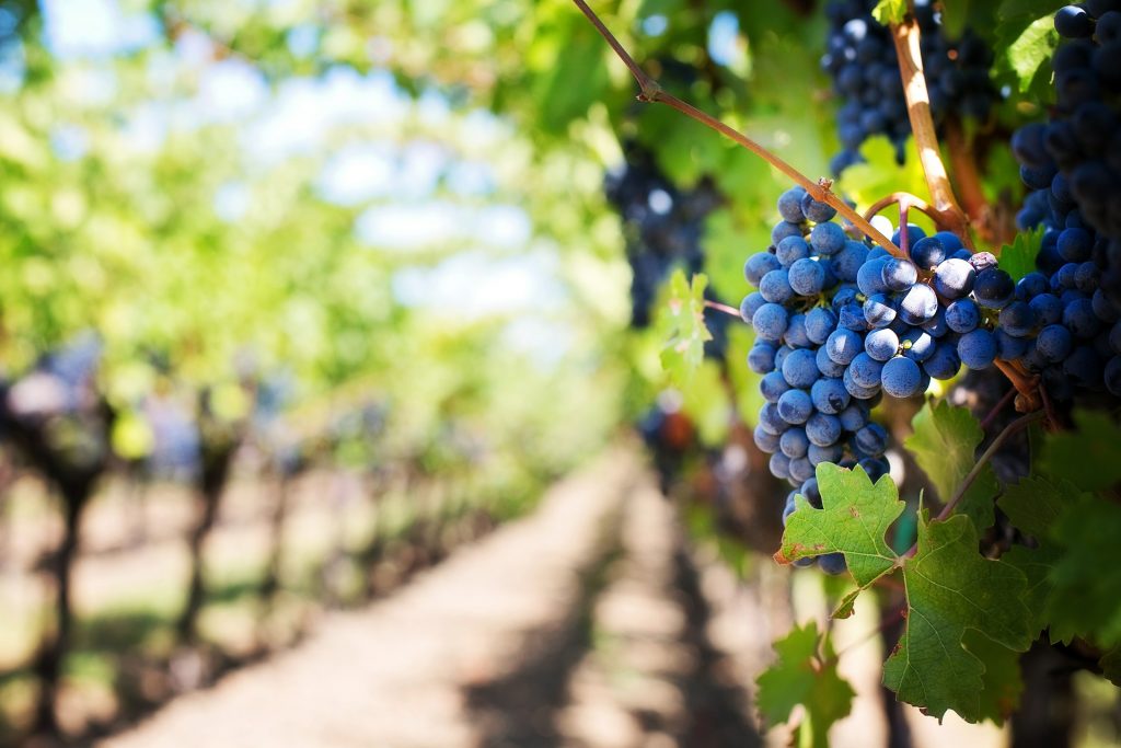 L'importanza della vendemmia