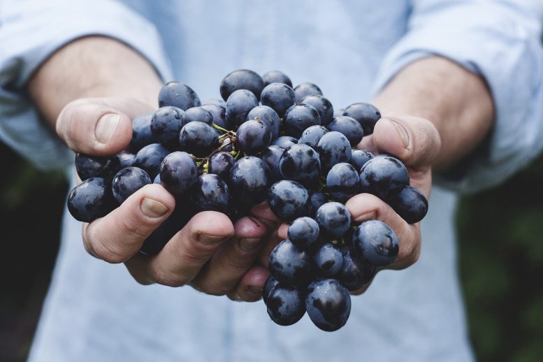 L'importanza della vendemmia