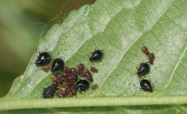 malattie del ciliegio