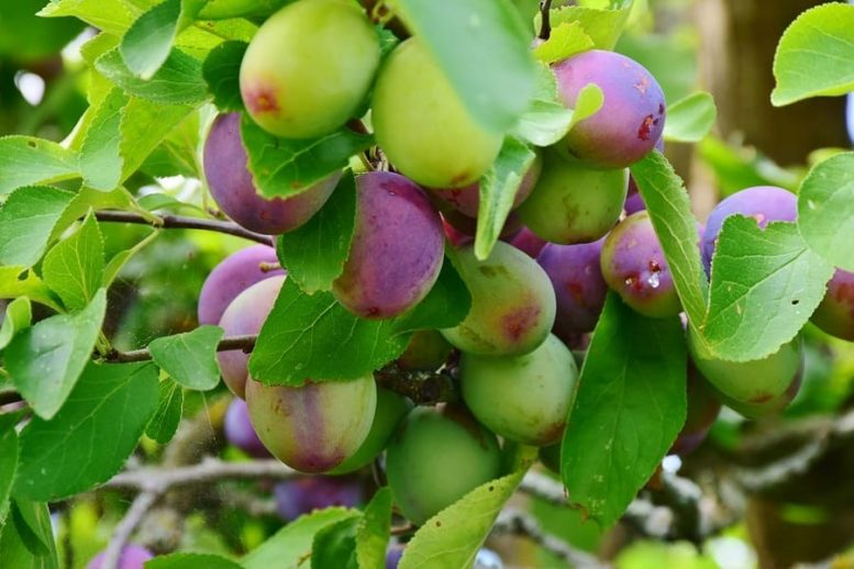 alberi da frutto