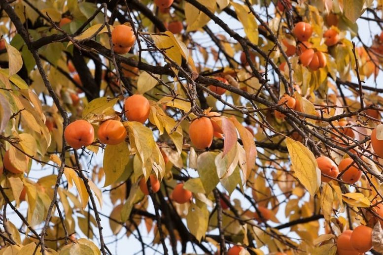 albero di caco
